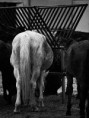 /album/obrazky8/horse-paddock-jpg/